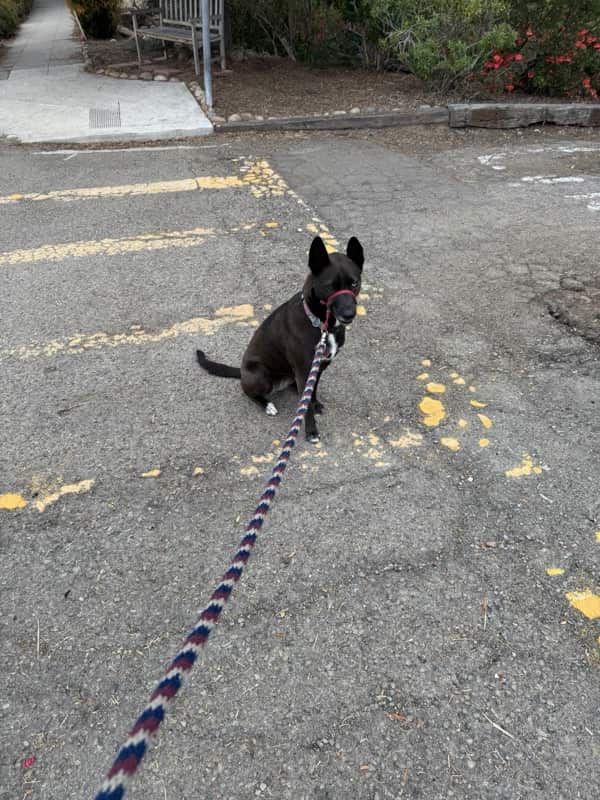 A picture of a black dog named Bowie sitting, taken on May 16 2025 at 6:47 am